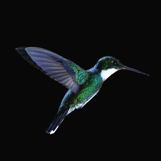 Telegram group profile photo for Персонал СПБ "Колибри"