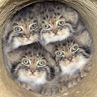 Telegram profile photo for Кисломолочный