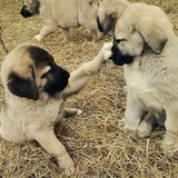 Telegram profile photo for Turkish Shepherd: Kangal