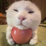 Telegram profile photo for 卡卡
