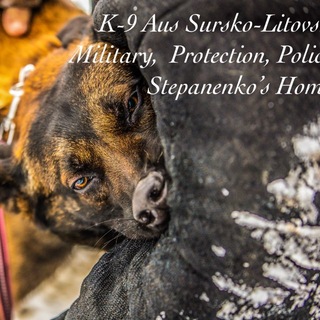 Telegram profile photo for Stepanenko’s Home | KNPV Working Dogs