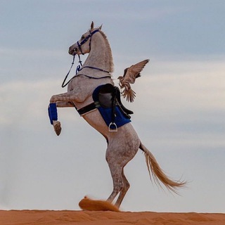 Telegram profile photo for 「أبُو البَرَاءِ الكِنَانِيُّ」