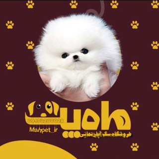 Telegram profile photo for ماه پت | 𝐌𝐀𝐇𝐏𝐄𝐓 🌓 فروشگاه سگ آپارتمانی پامرانین | پودل | شیتزو
