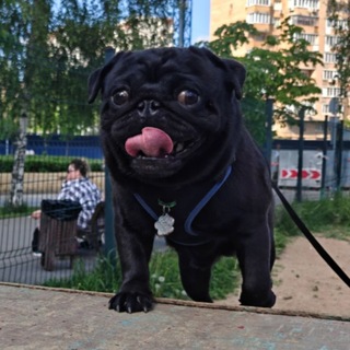 Telegram profile photo for Что за Лев ????