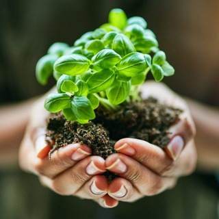 Telegram profile photo for 🌱 Kiss the Ground Italia