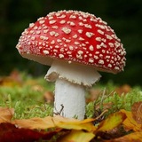 Telegram profile photo for Рисовашке