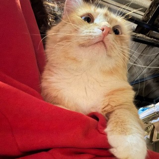Telegram profile photo for Огонёчек 💋