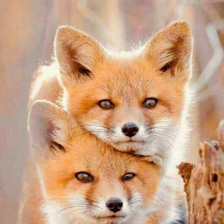 Telegram profile photo for Лис находки