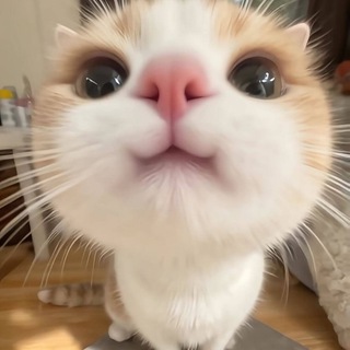 Telegram profile photo for Cat SMS promotion