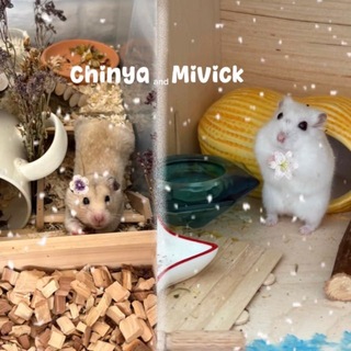 Telegram profile photo for ⁁𝐌𝐢𝐯𝐜𝐡𝐢𝐧𝐚༙🐹