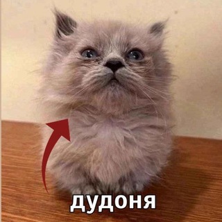 Telegram profile photo for Лучший котенок на планете