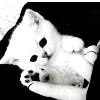 Telegram profile photo for #ник