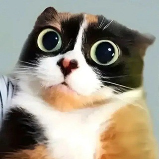 Telegram profile photo for ДЕШЕВЫЕ ЗВЕЗДЫ️