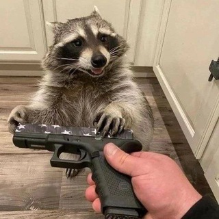 Telegram profile photo for Будка енота