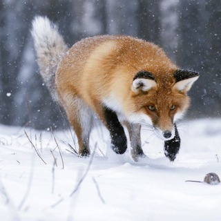 Telegram profile photo for Лисьи истории