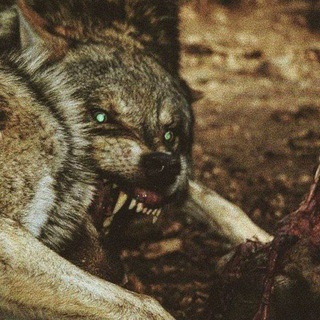Telegram profile photo for War Videos