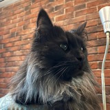 Telegram profile photo for Кискины записки