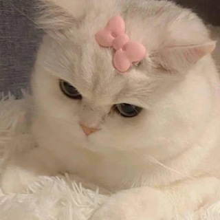 Telegram group profile photo for LPM MOCHI