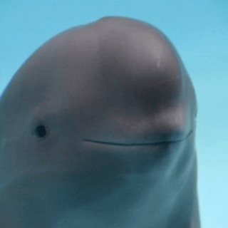 Telegram profile photo for MIHARU CTO - Smiling Dolphin PORTAL