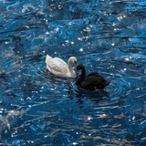 Telegram profile photo for نـــــبـــض دریــــــآ 🌊