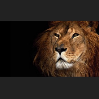 Telegram profile photo for LionsNotSheep