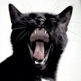 Telegram profile photo for hollly.com