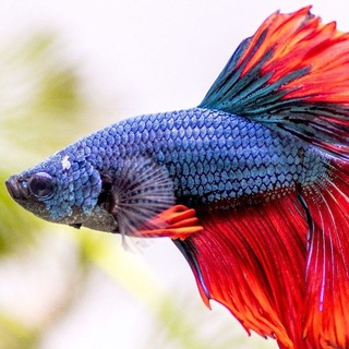 Telegram profile photo for Fishes go ahead ๐