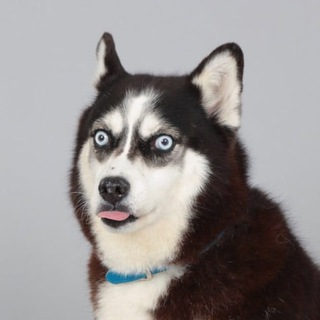 Telegram profile photo for HourlyHuskies