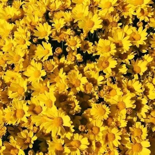 Telegram profile photo for 🌻أقتباسات منوعة🌻