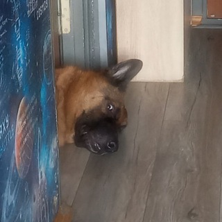 Telegram profile photo for Собачья жизнь