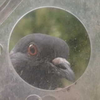 Telegram profile photo for Кормушка для птиц