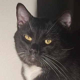 Telegram profile photo for NEiZernation