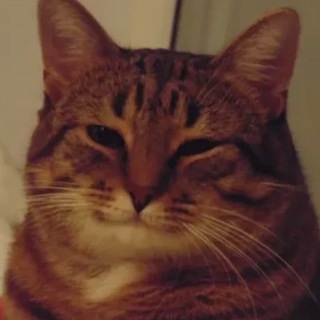 Telegram profile photo for mishalatoguzov
