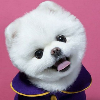 Telegram profile photo for 🐶اگه دنبال سگ وگربه ای بیا توکانال من😉(دنی پت🐶)