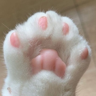 Telegram profile photo for 𝙼𝚎𝚘𝚠﮼