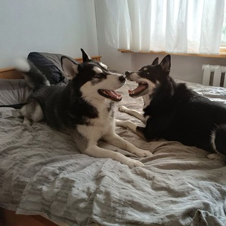 Telegram profile photo for Ш’Ір та Берімор