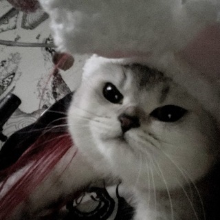 Telegram profile photo for жожосерас фанат бамбака
