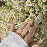Telegram profile photo for с ромашками...
