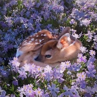 Telegram profile photo for little doe