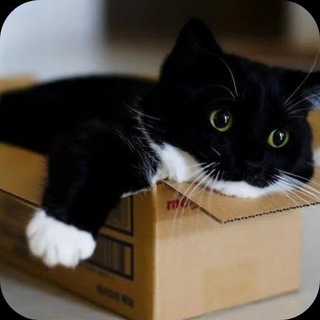 Telegram profile photo for Some channel