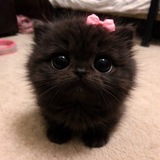 Telegram profile photo for анальная буса