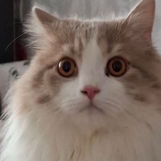 Telegram profile photo for Kansas_