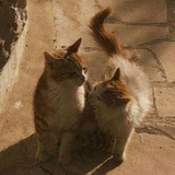 Telegram profile photo for The MEMORIES.