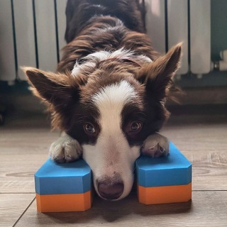 Telegram profile photo for Анон Булочка с корицей🐾