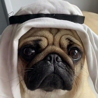 Telegram profile photo for Мопс