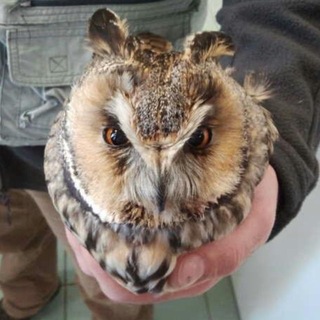 Telegram profile photo for кострулиня