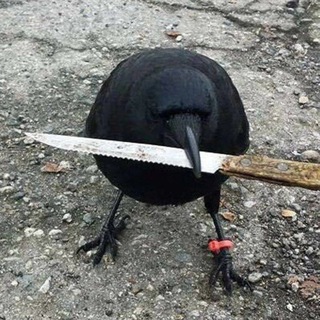 Telegram profile photo for crow with knife