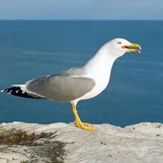 Telegram profile photo for GATE/MEXC справедливая 9%