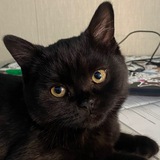 Telegram profile photo for Фрик какой-то