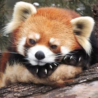 Telegram profile photo for Твоя Дашутка